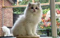 Ragdoll cats for sale: ❤️ Stunning girl ❤️ - Image 6