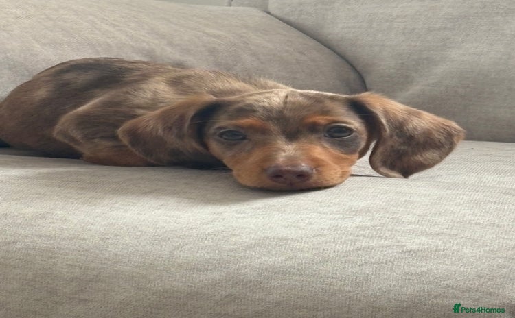 Dachshund dogs - Advert 9
