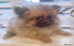 Pomeranian dogs for sale: Xxs Pomeraniums  - Image 12