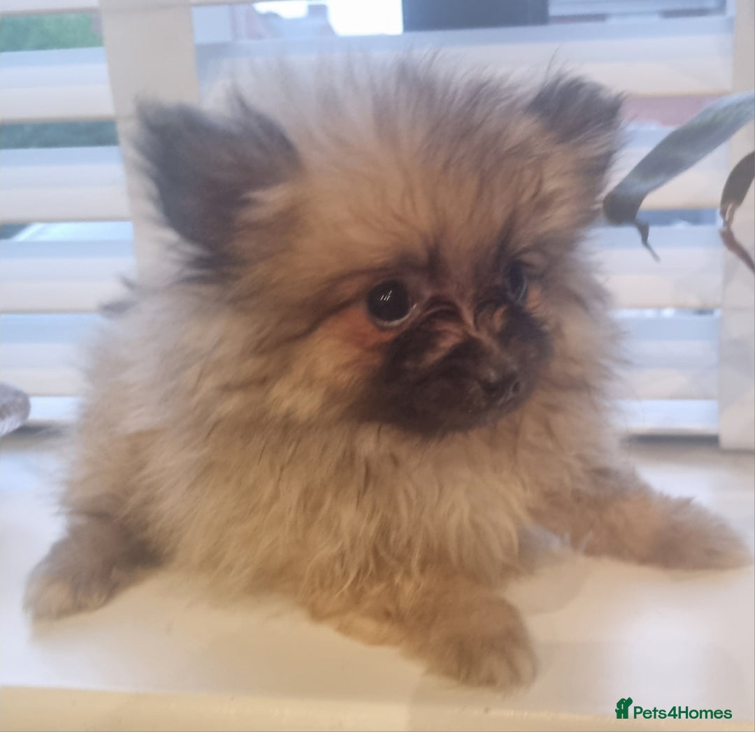 Pomeranian dogs for sale: Xxs Pomeraniums  - Image 12