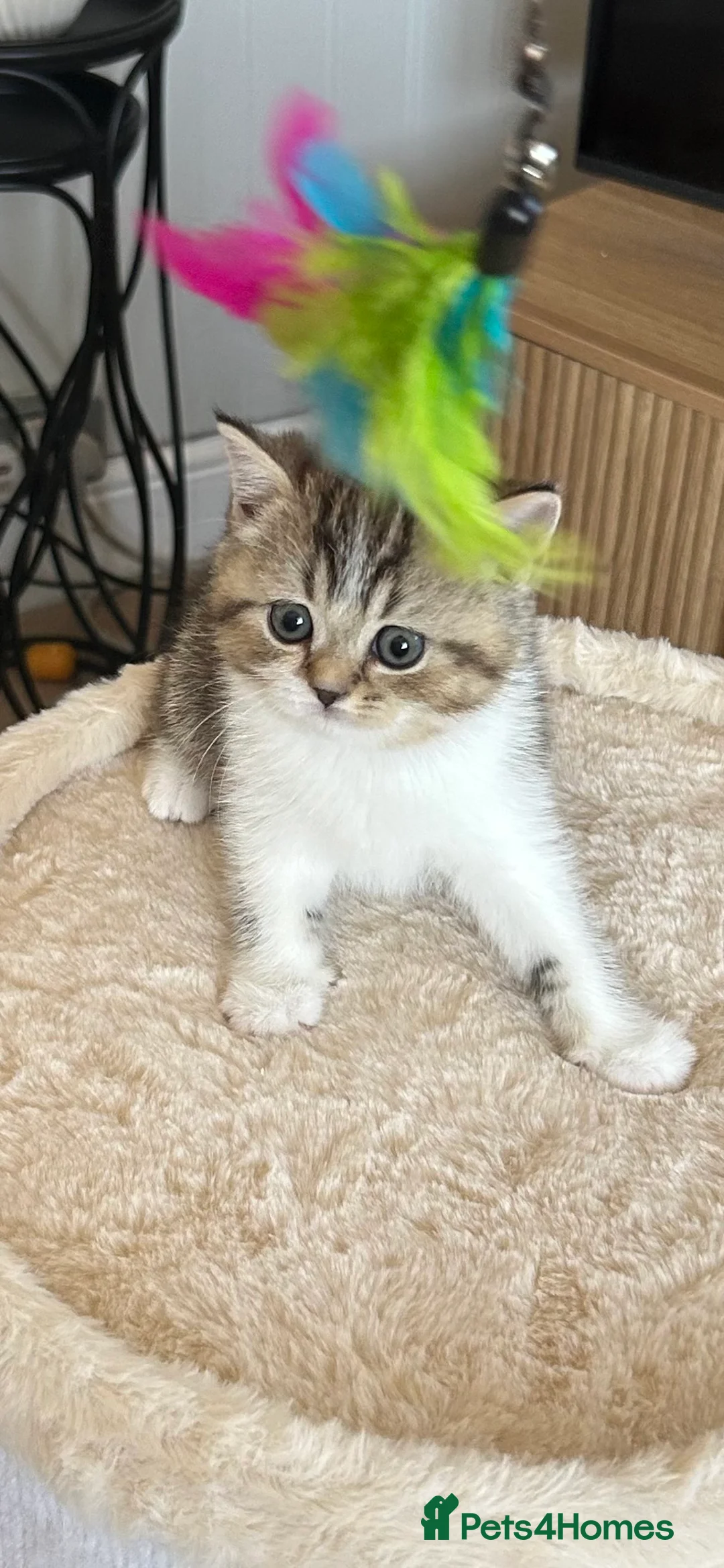 British Shorthair cats for sale: Cute BSH Kittens  - Advert 2