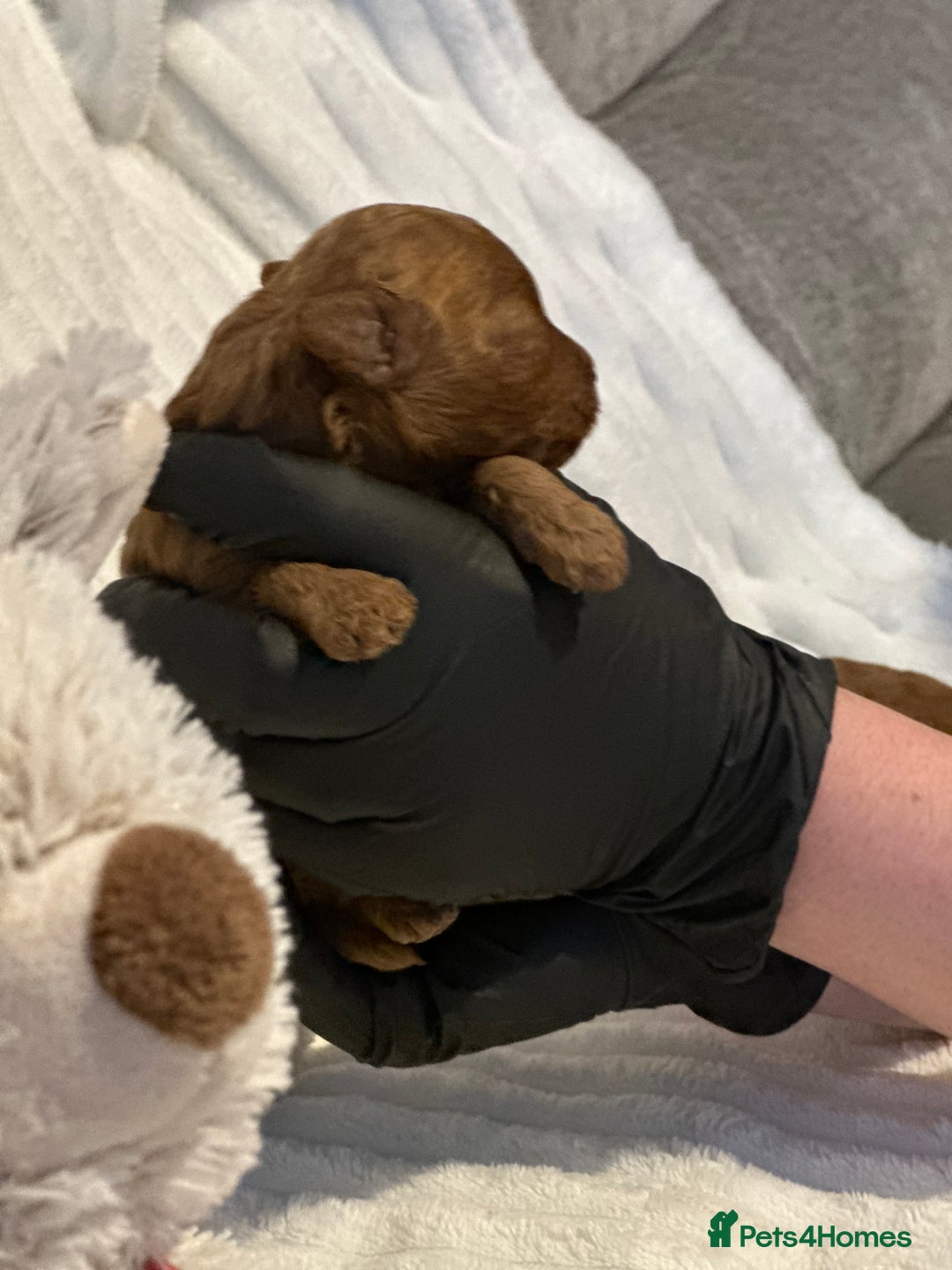 Toy Poodle dogs for sale: 2 TINY BOYS LEFT kc registered deep red toy poodle - Advert 25