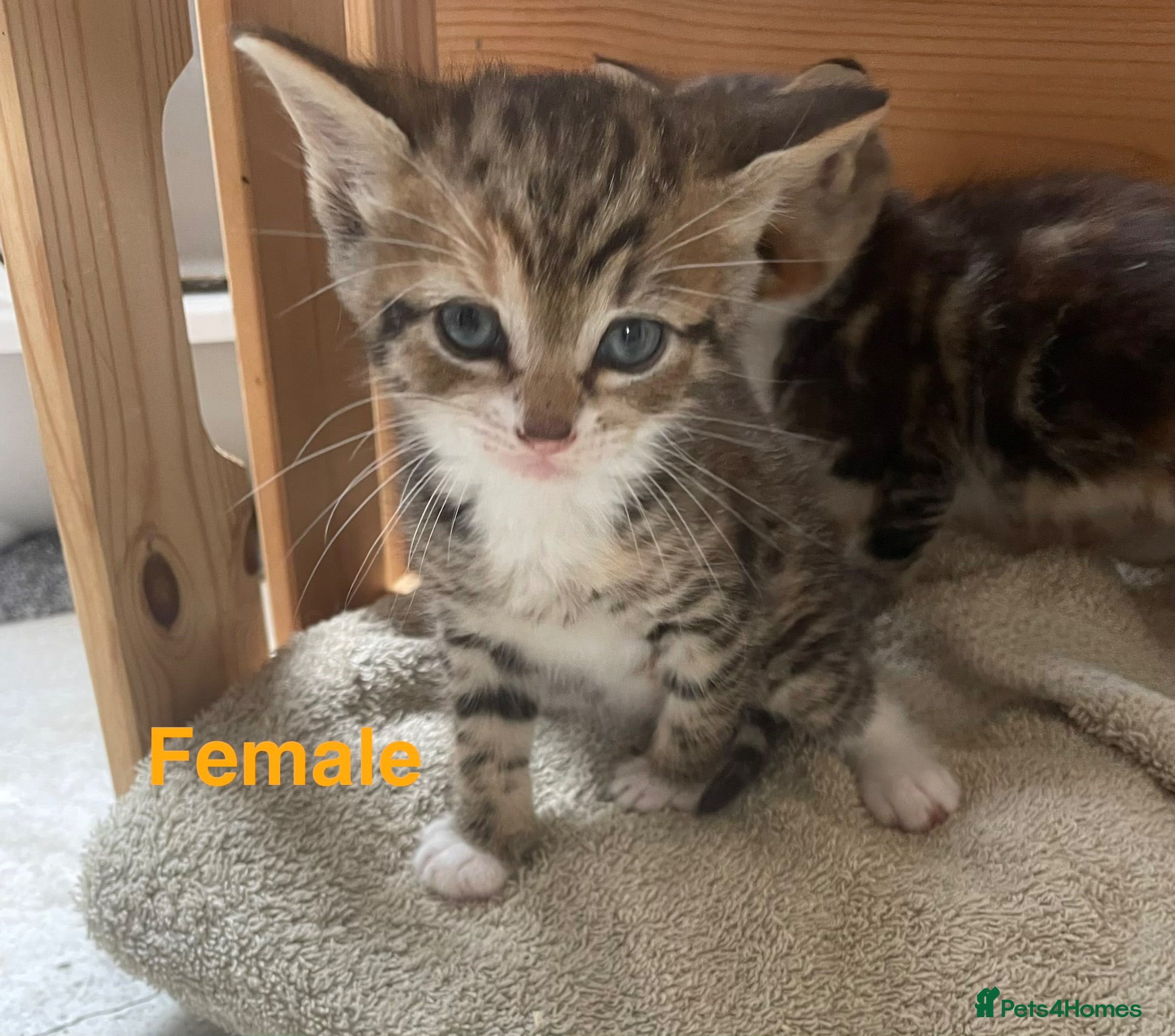 Mixed Breed cats Kittens for sale  - Advert 2