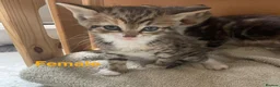 Mixed Breed cats for sale: Kittens for sale  in Pontypridd - Advert 1