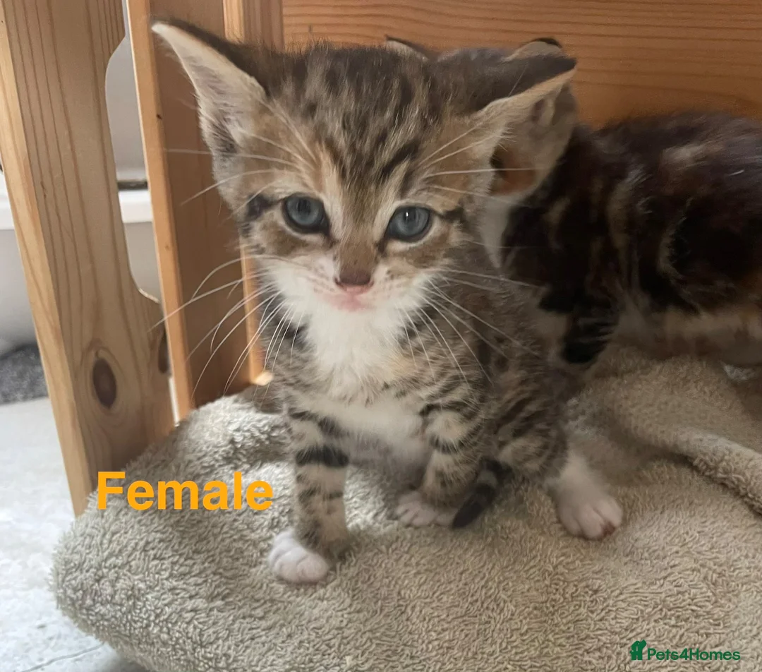 Mixed Breed cats for sale: Kittens for sale  in Pontypridd - Advert 1
