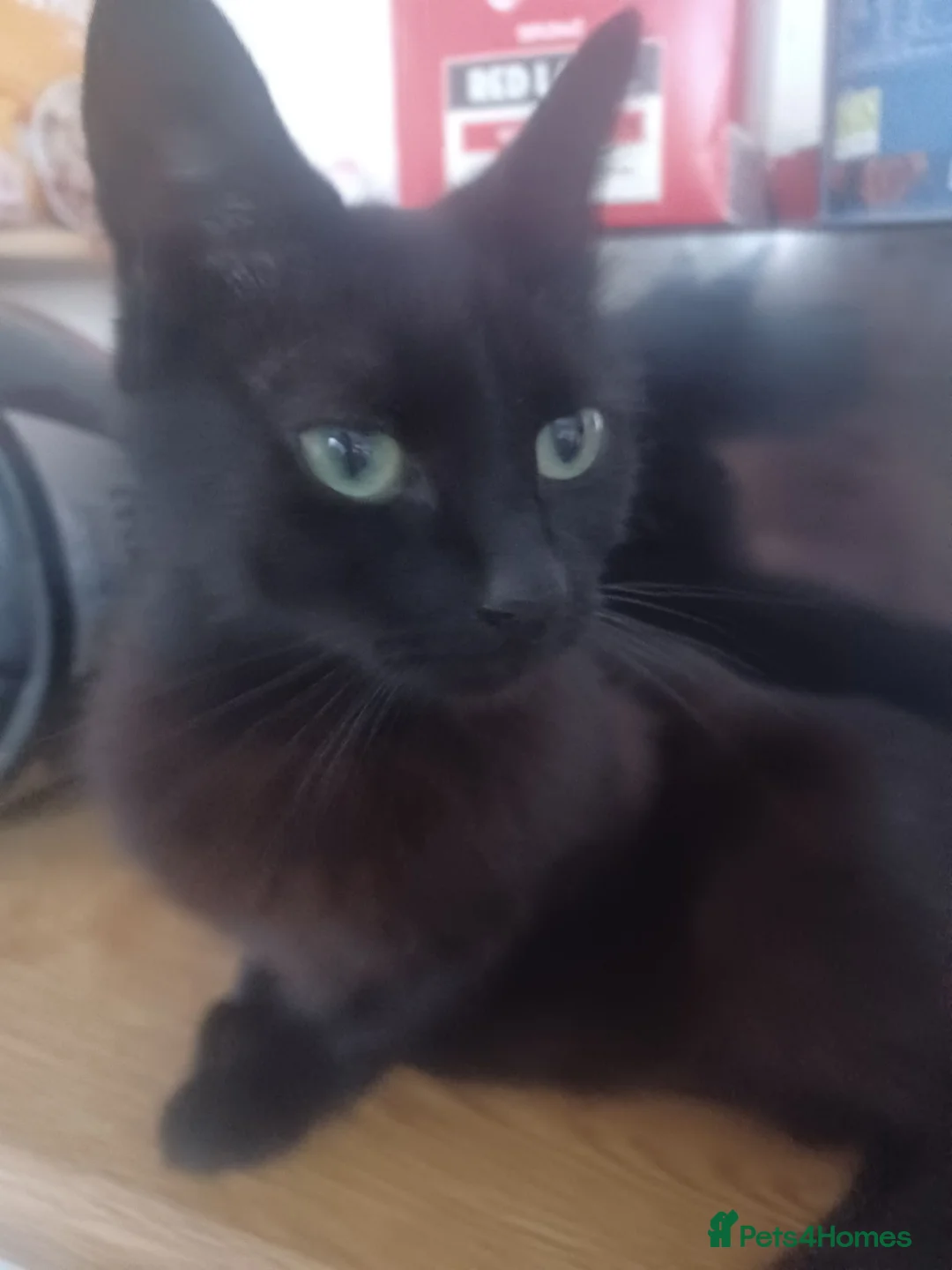 Mixed Breed cats for sale: Kittens - Advert 3