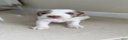 Sproodle dogs for sale: Rare Merle Sroodles  - Advert 15