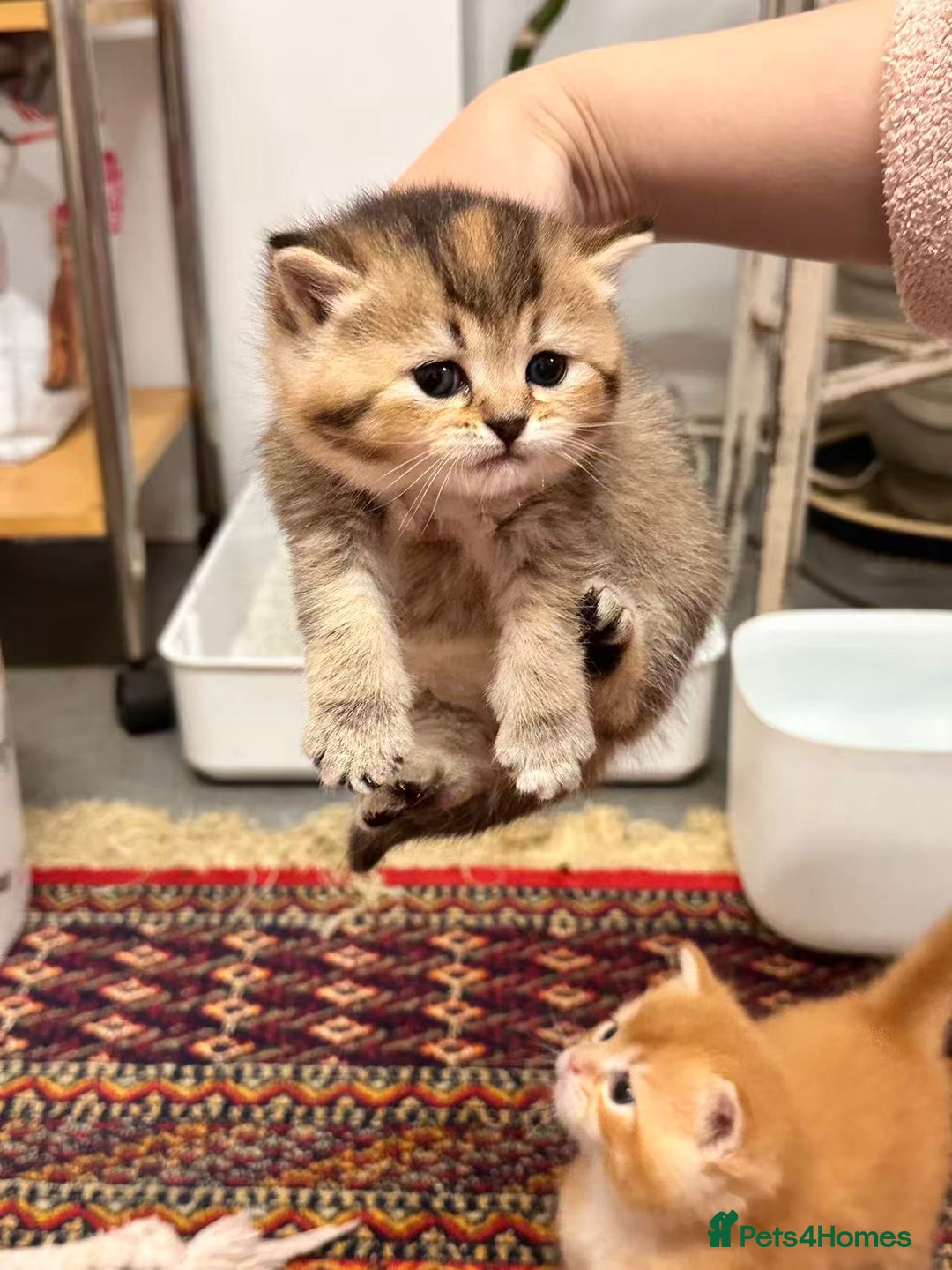 British Shorthair cats for sale: Adorable golden kittens - Advert 23