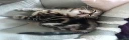 Mixed Breed cats for sale: X2 Female Kittens hand reared in Redcar - Advert 8