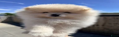 Pomeranian Puppy 2
