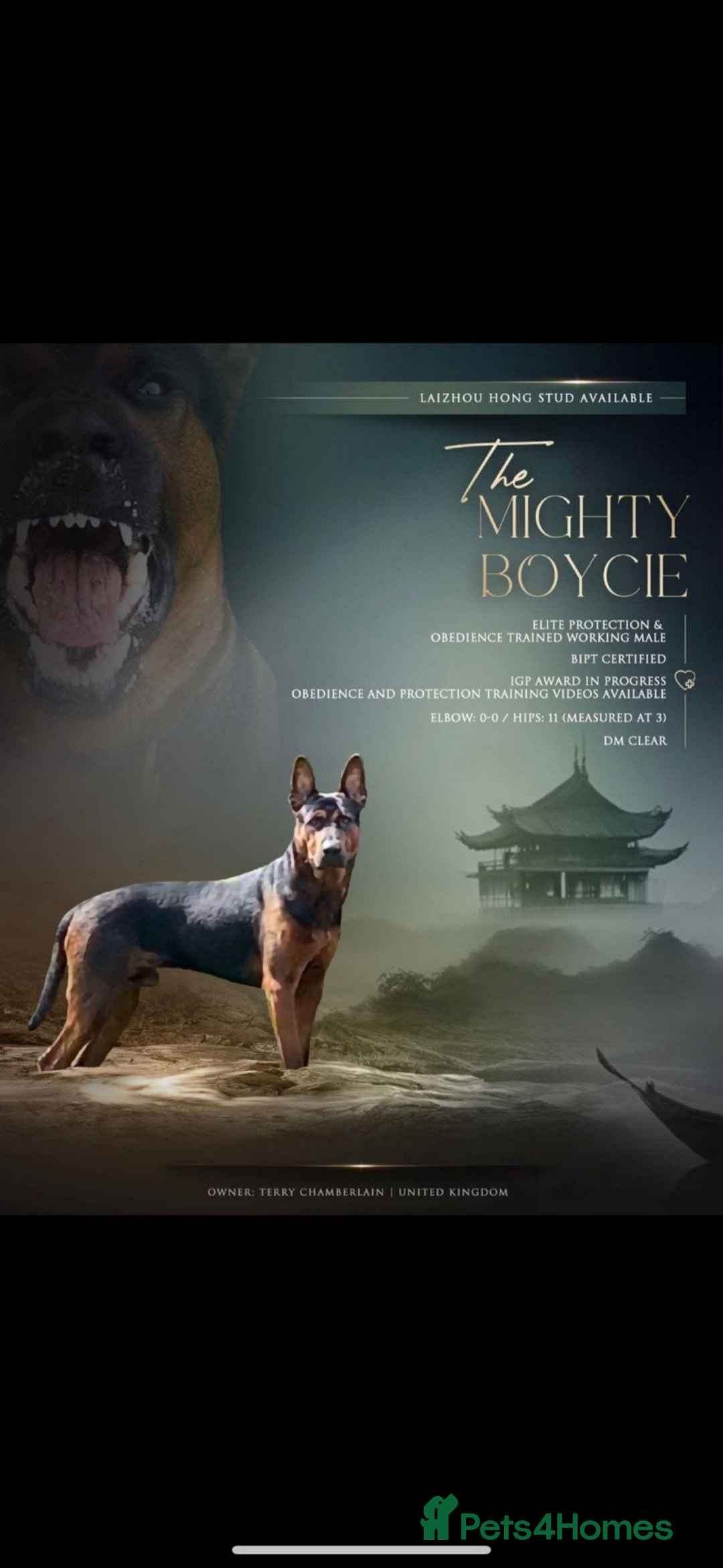 Mixed Breed dogs for sale: Pure breed Chinese red dog puppies/Laizhou Hong - Image 7