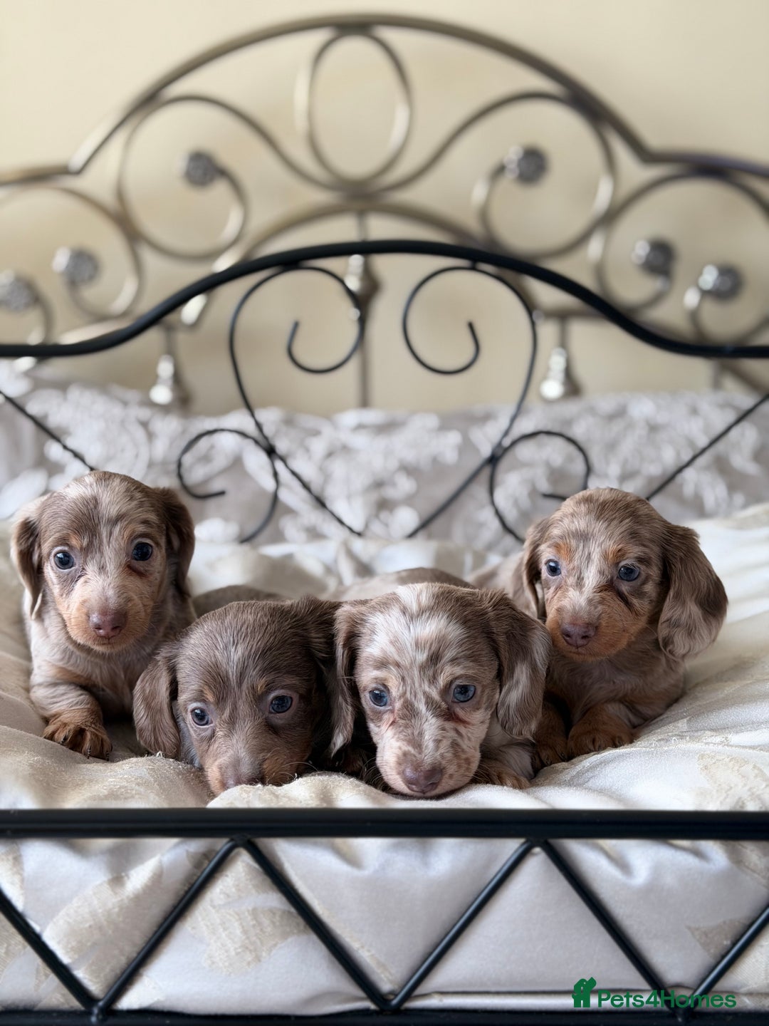 Miniature Dachshund dogs for sale: Miniature dachshund puppies - Advert 3