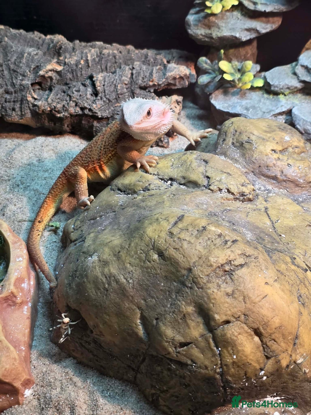 Bearded Dragon reptiles for sale: 5month bearded dragon  - Advert 4