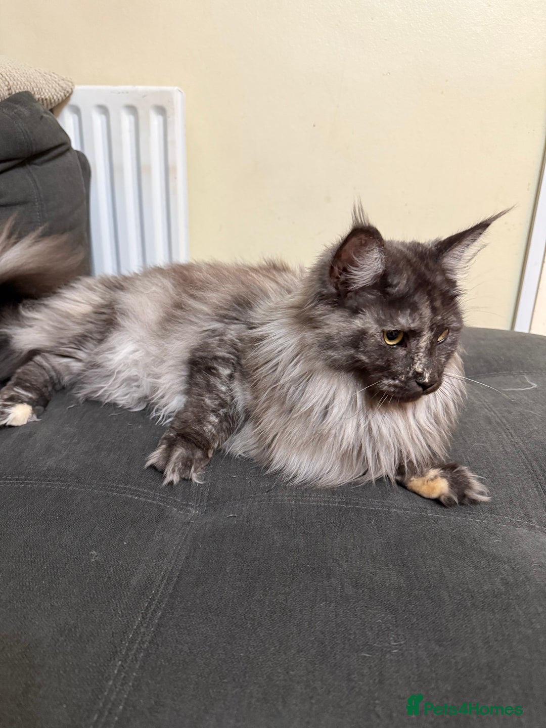 Maine Coon cats for sale: HURRY!! 10-MONTH-OLD MAINE COON KITTENS FOR SALE🐱 - Image 21