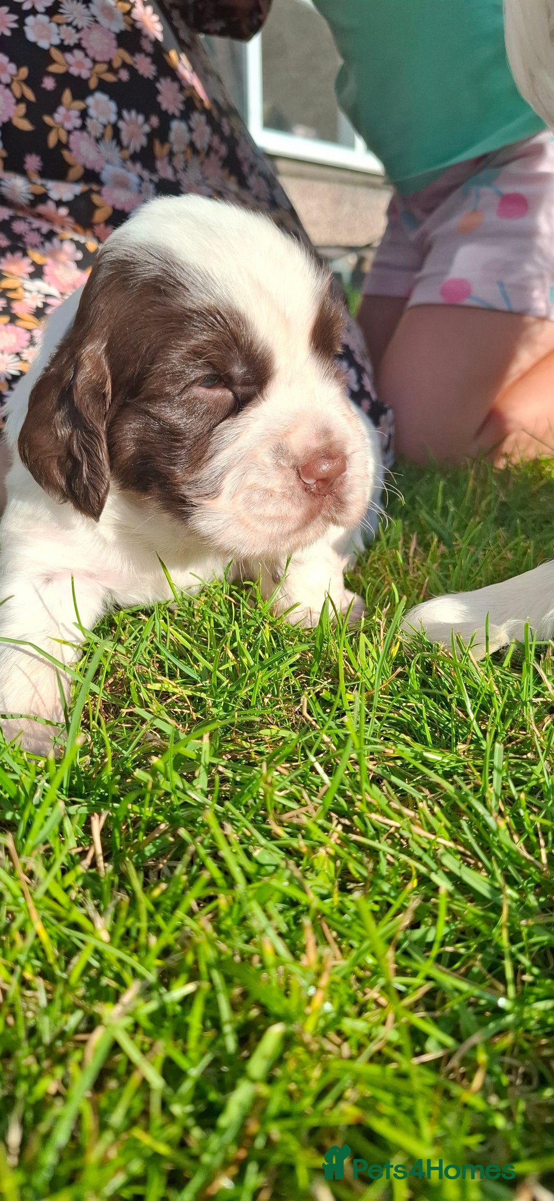 Sprocker dogs for sale: Sprocker puppies  - Image 4