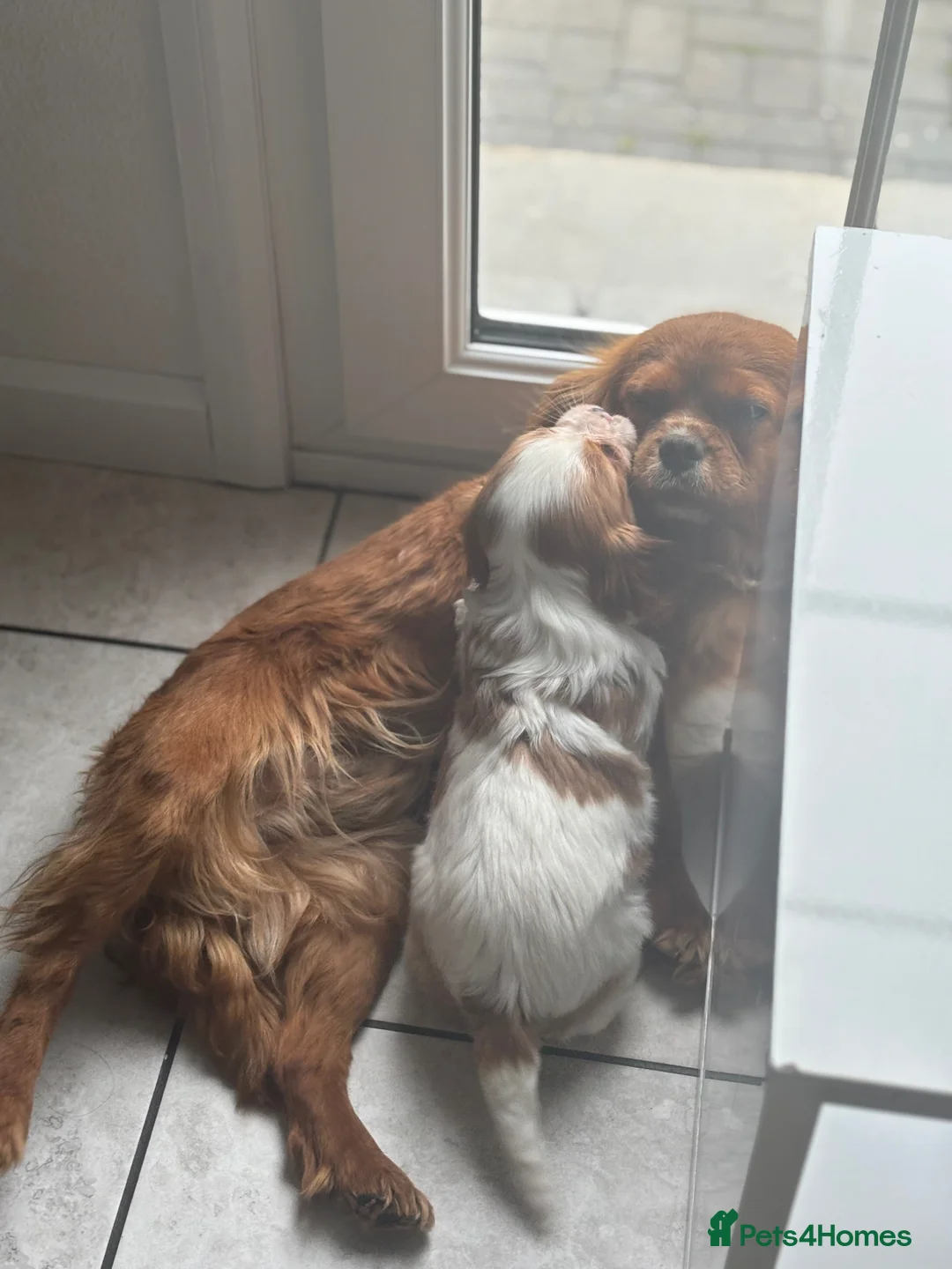 Cavalier King Charles Spaniel dogs for sale: Cavalier King Charles spaniel in Swindon - Advert 2