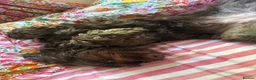 Cockapoo dogs for sale: Chocolate F1 Cockerpoo - Advert 5