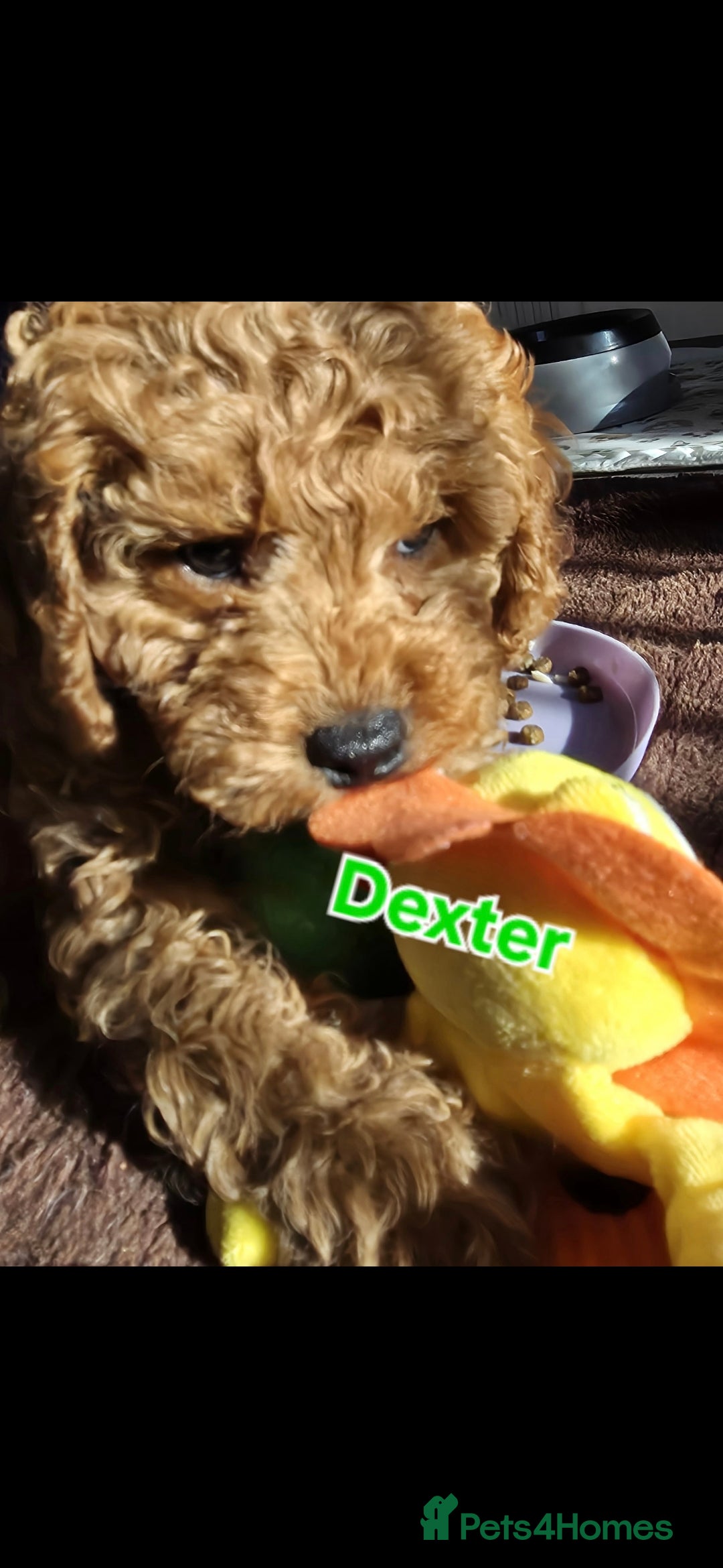 Cavapoo dogs Cavapoos Fb1 (3rd generation). READY TO LEAVE  - Advert 5