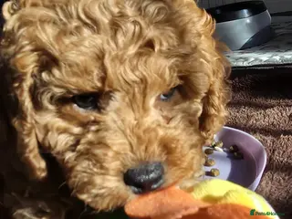 Cavapoo dogs Cavapoos Fb1 (3rd generation). READY TO LEAVE - Advert 5