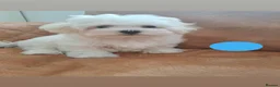 Maltese dogs for sale: 🐾❤️Beautiful Maltese Puppies For Sale❤️🐶 - Advert 14