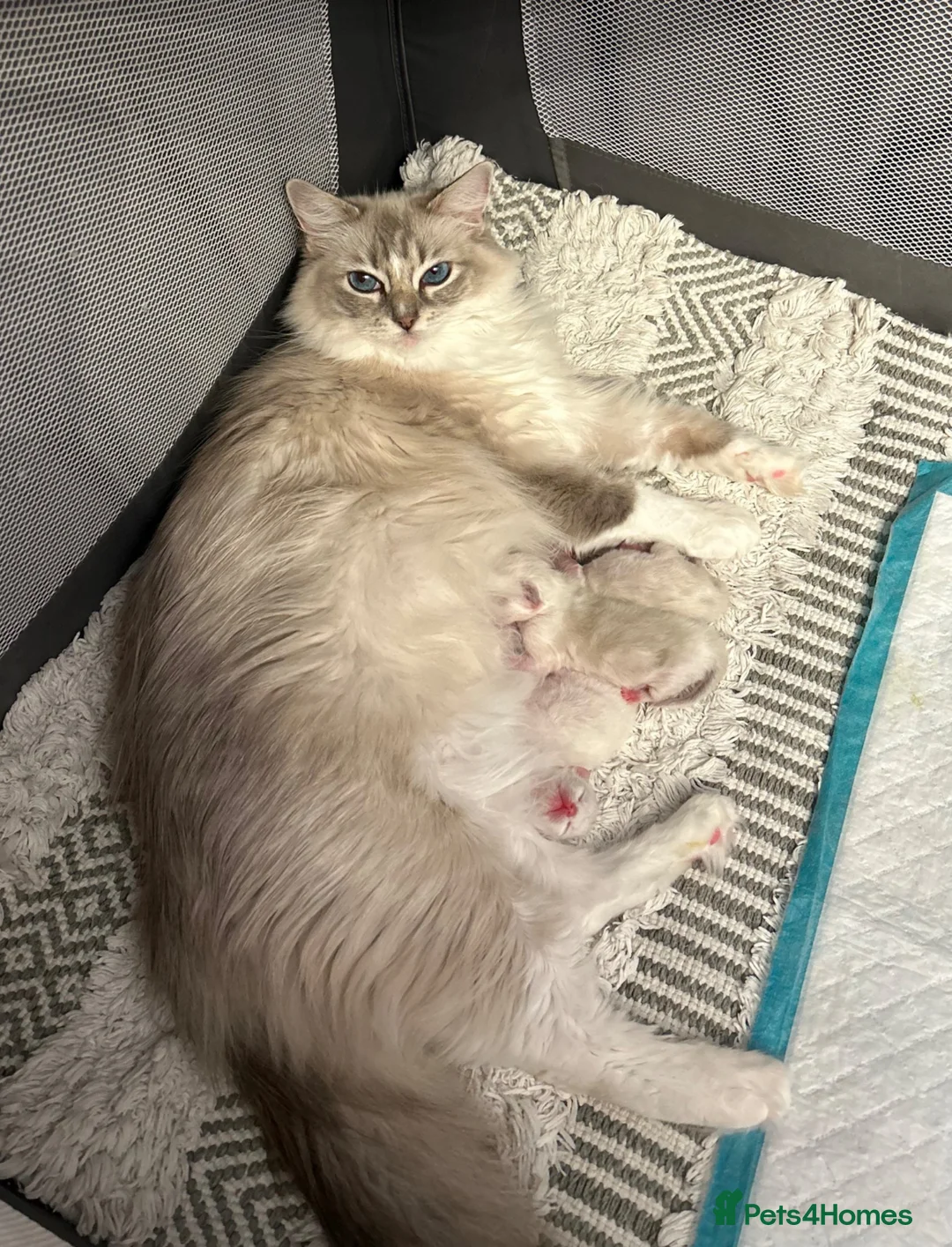 Ragdoll cats for sale: Stunning GCCF Ragdoll Kittens  in Clacton-on-Sea - Advert 10