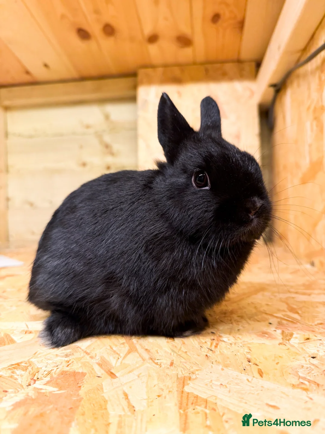 Netherland Dwarf rabbits for sale: Adorable Netherland Dwarf Rabbits- Various colours - Advert 11