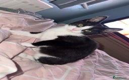 Mixed Breed cats for sale: Cats&kittens - Image 1