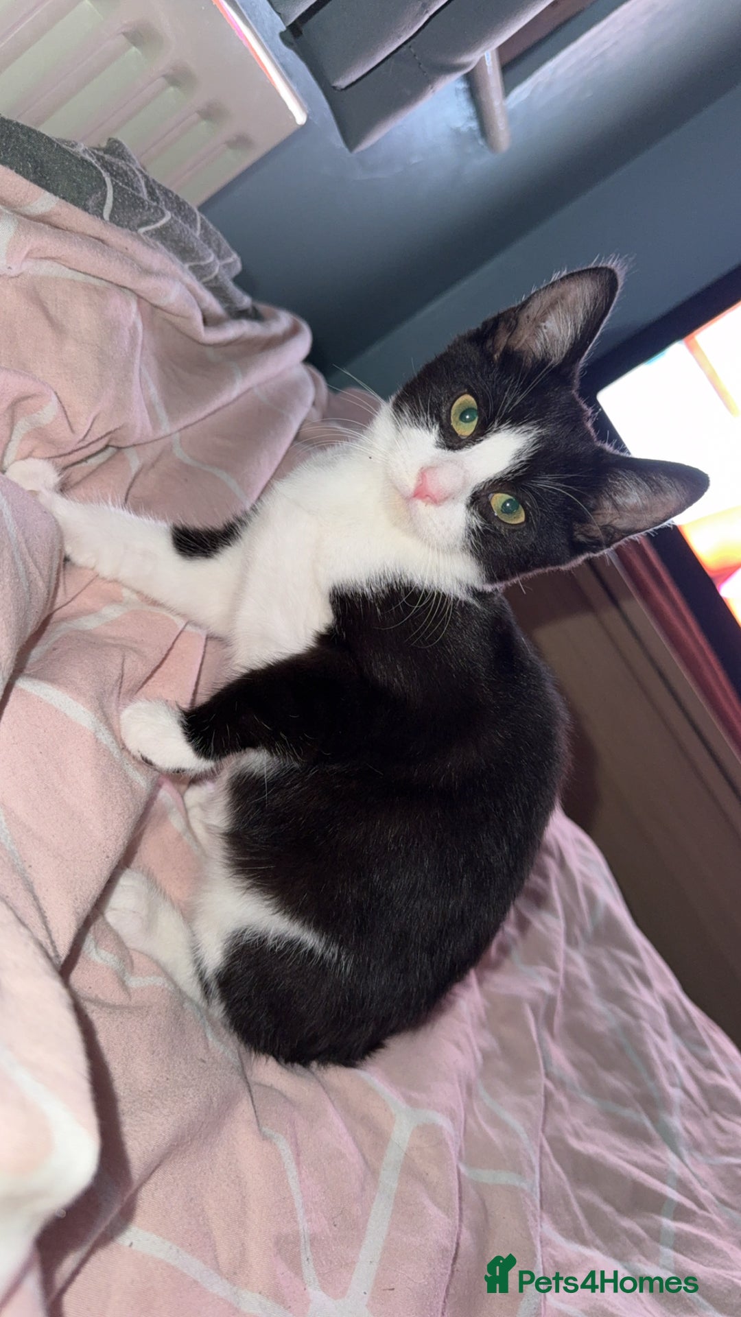 Mixed Breed cats for sale: Cats&kittens - Image 1