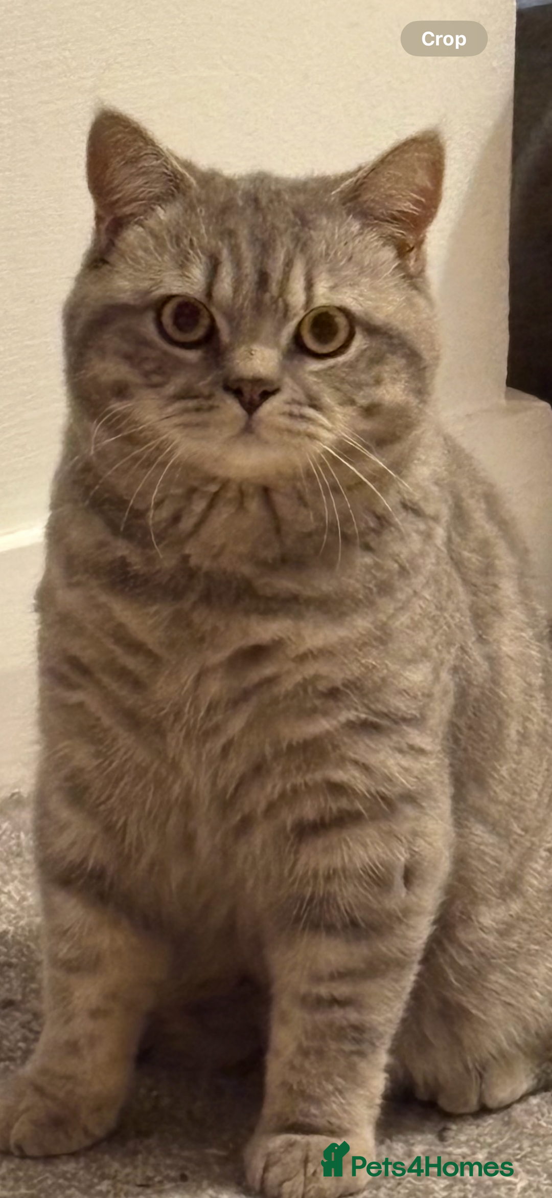 British Shorthair cats for sale: Male BSH 1 Year Old  - Advert 12