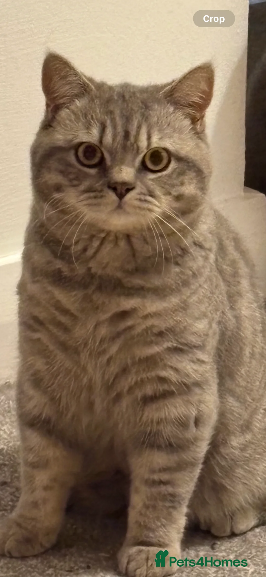 British Shorthair cats for sale: Male BSH 1 Year Old  - Advert 12
