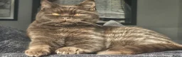 British Shorthair cats for sale: Last two girls available  - Advert 14