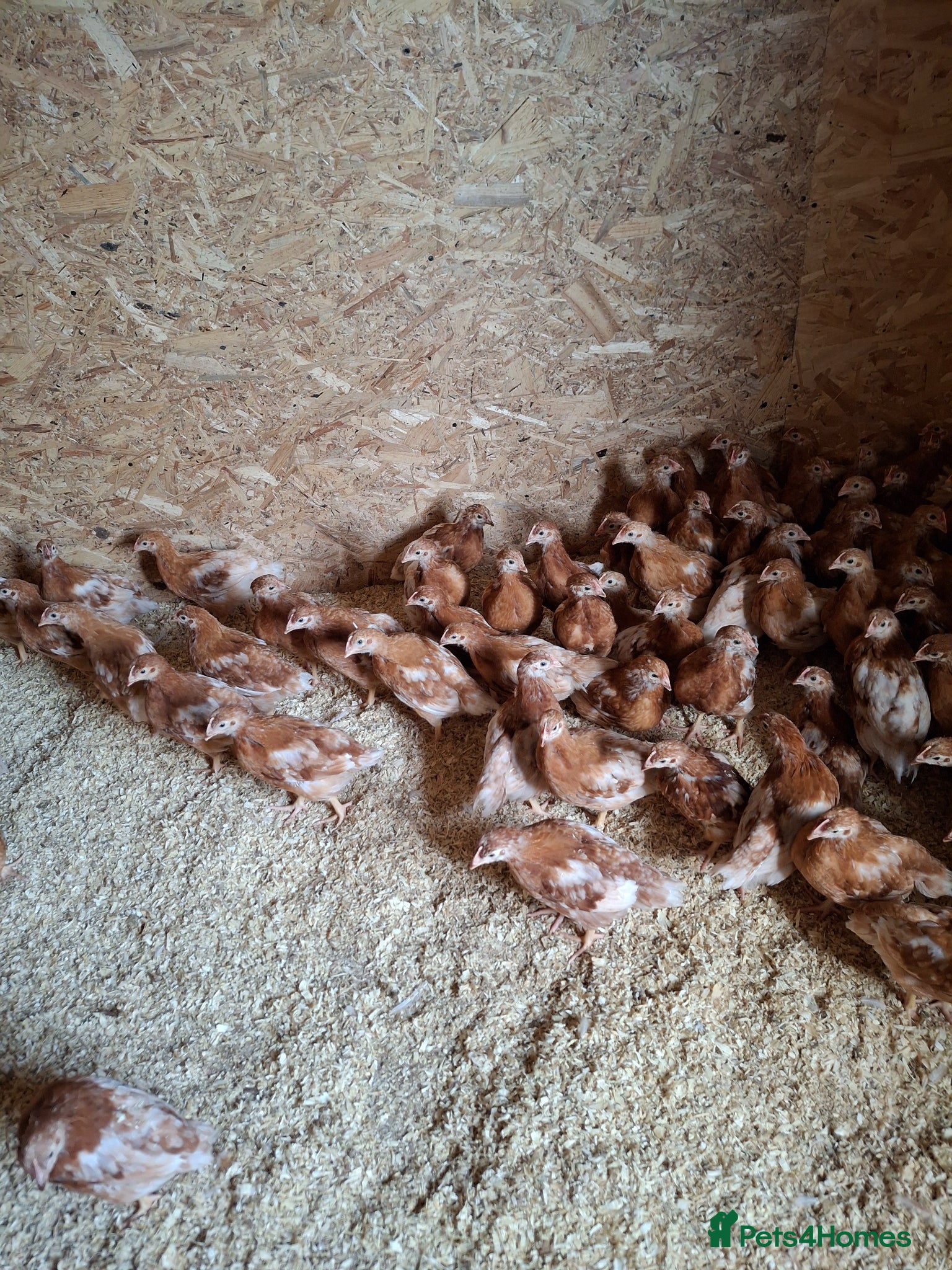 Chickens poultry ISA Bovan Browns - Advert 1