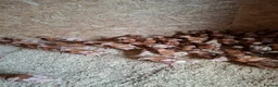 Chickens poultry for sale: ISA Bovan Browns - Advert 1