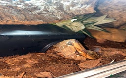 Snake reptiles for sale: BCI boa constrictor  - Image 2