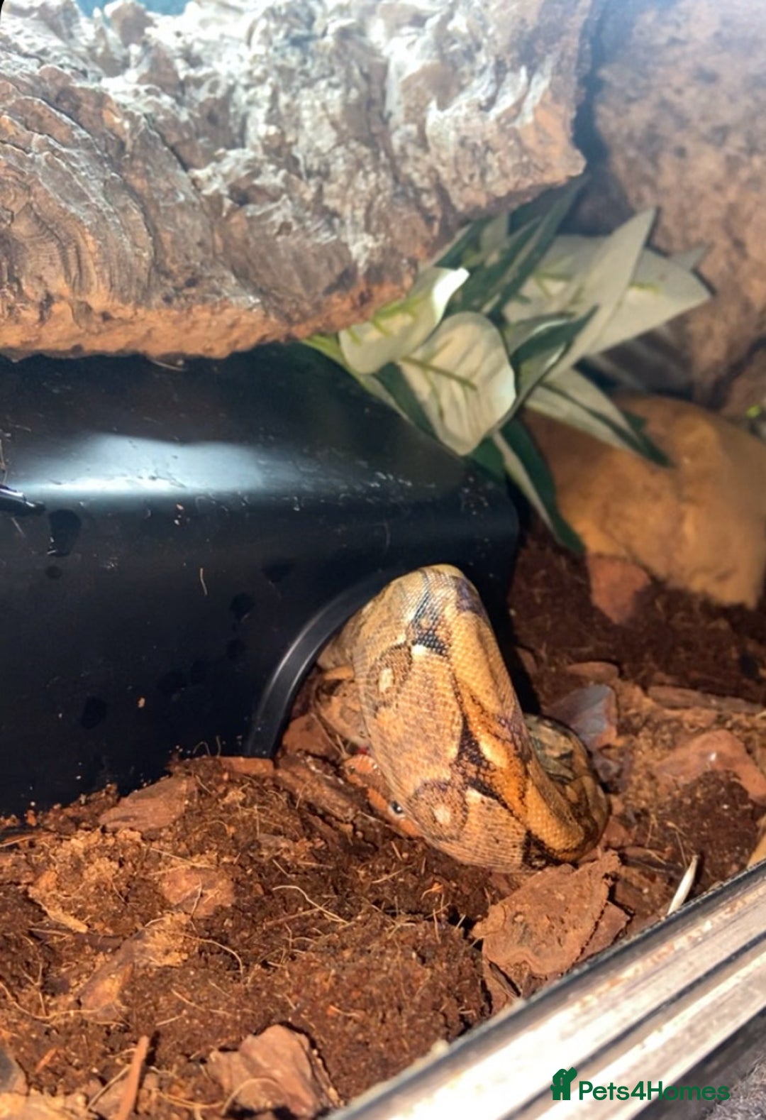 Snake reptiles for sale: BCI boa constrictor  - Image 2