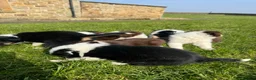 Border Collie dogs for sale: STUNNING LITTER OF 8 BORDER COLLIE PUPPYS  - Advert 7