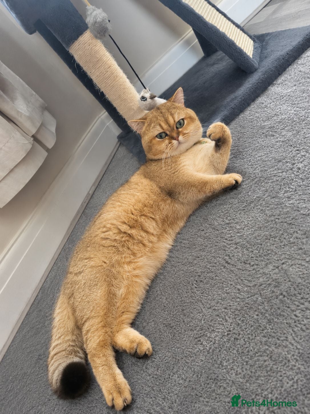 British Shorthair cats NY12⚜️GOLDEN BSH 🏆 TICA and GCCF reg 🩸 blood B - Advert 2