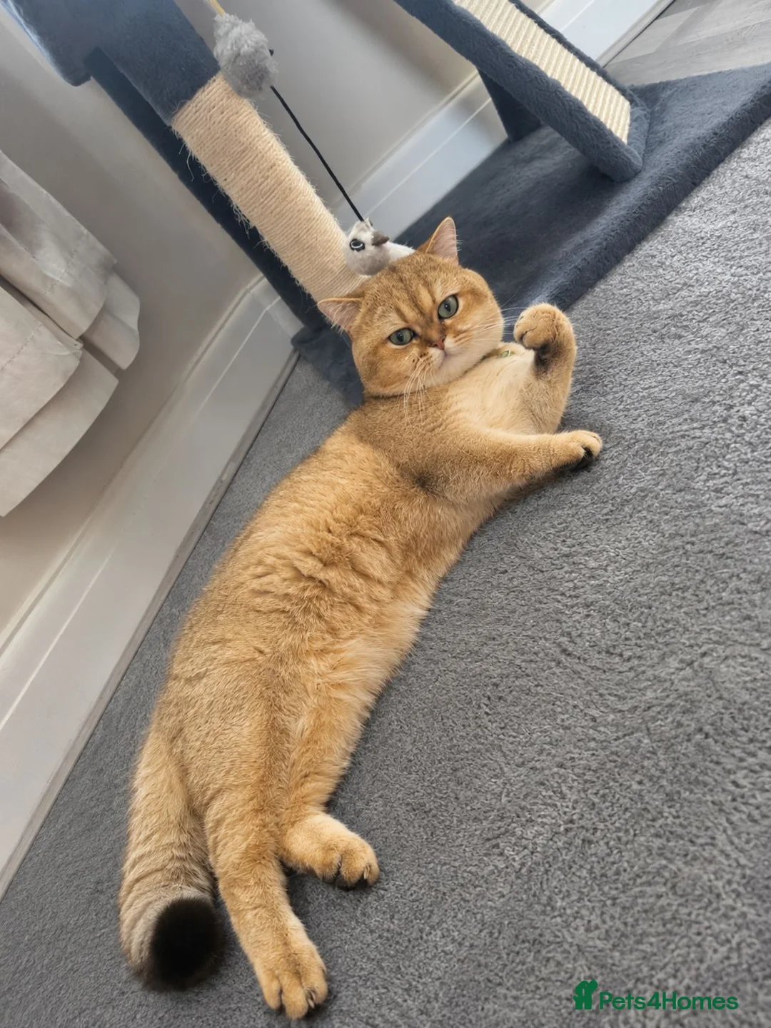 British Shorthair cats for stud: NY12⚜️GOLDEN BSH 🏆 TICA and GCCF reg 🩸 blood B - Advert 2