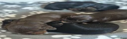 Cocker Spaniel dogs for sale: Litter of 5  gorgeous Cocker Spaniel puppies  in Dunfermline - Advert 4