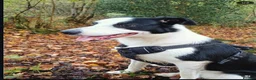 Border Collie dogs for stud: Female Dog Looking for a Stud in Bridgnorth - Advert 4