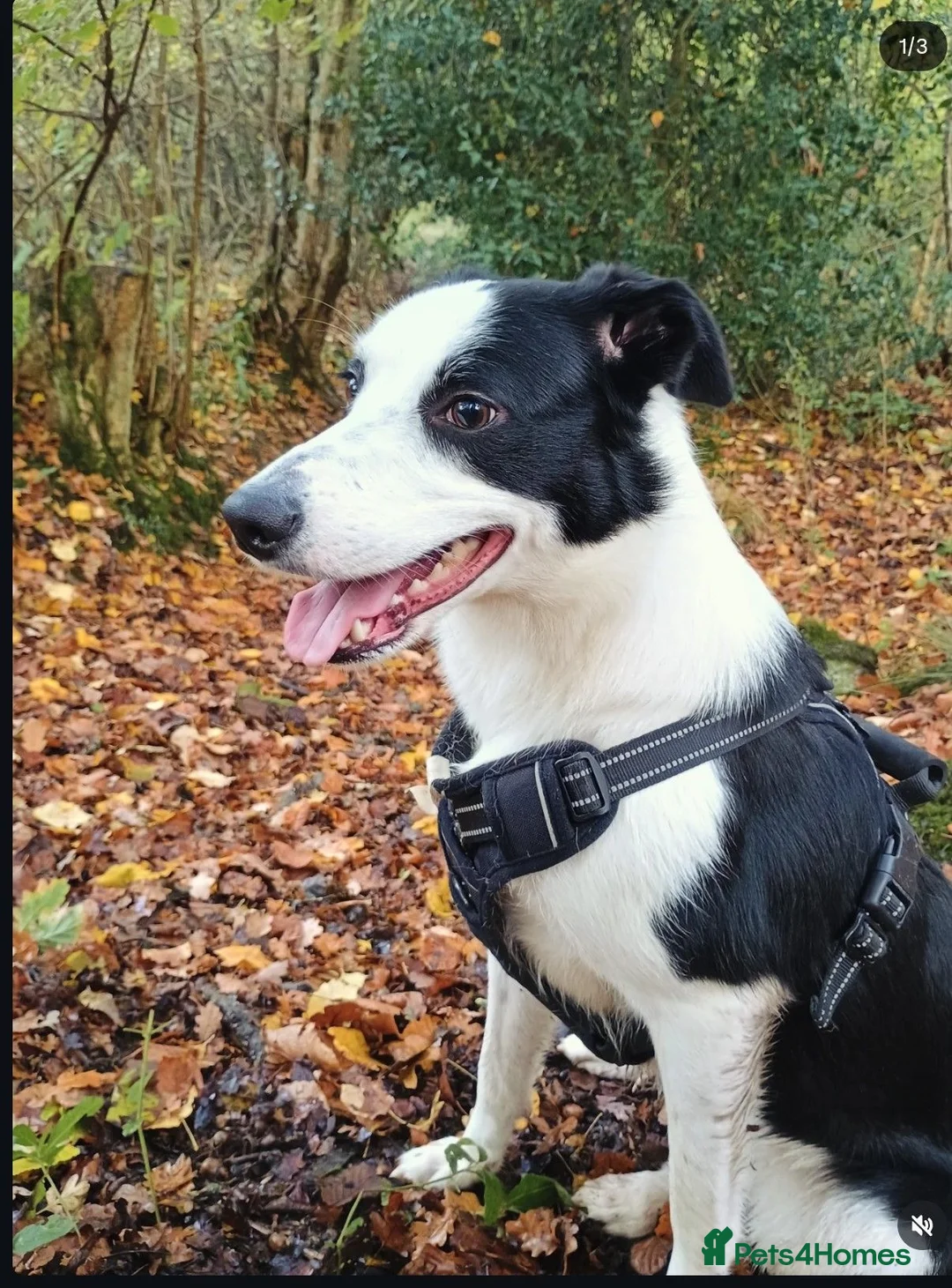 Border Collie dogs for stud: Female Dog Looking for a Stud in Bridgnorth - Advert 4