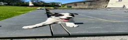 Border Collie dogs for sale: Adorable Border Collie puppies  - Advert 1