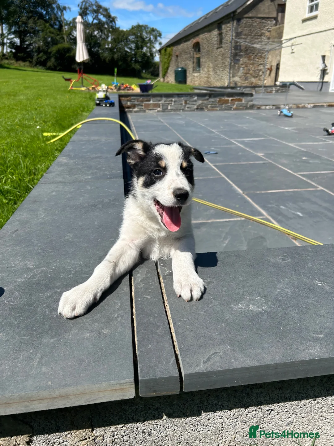 Border Collie dogs for sale: Adorable Border Collie puppies  - Advert 1