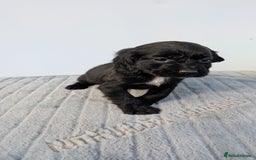 Cocker Spaniel dogs for sale: Adorable cocker pups  - Image 3