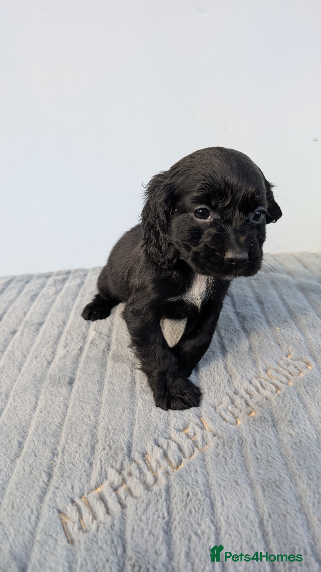 Cocker Spaniel dogs for sale: Adorable cocker pups  - Image 3