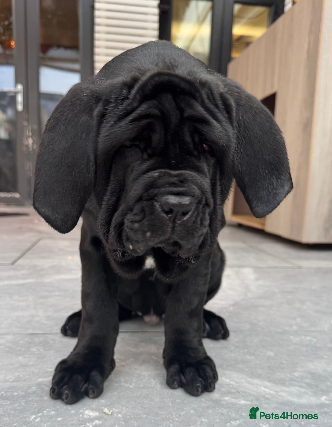 Neapolitan Mastiff dogs for sale: 2 black female Neapolitan mastiff puppies  - Advert 20