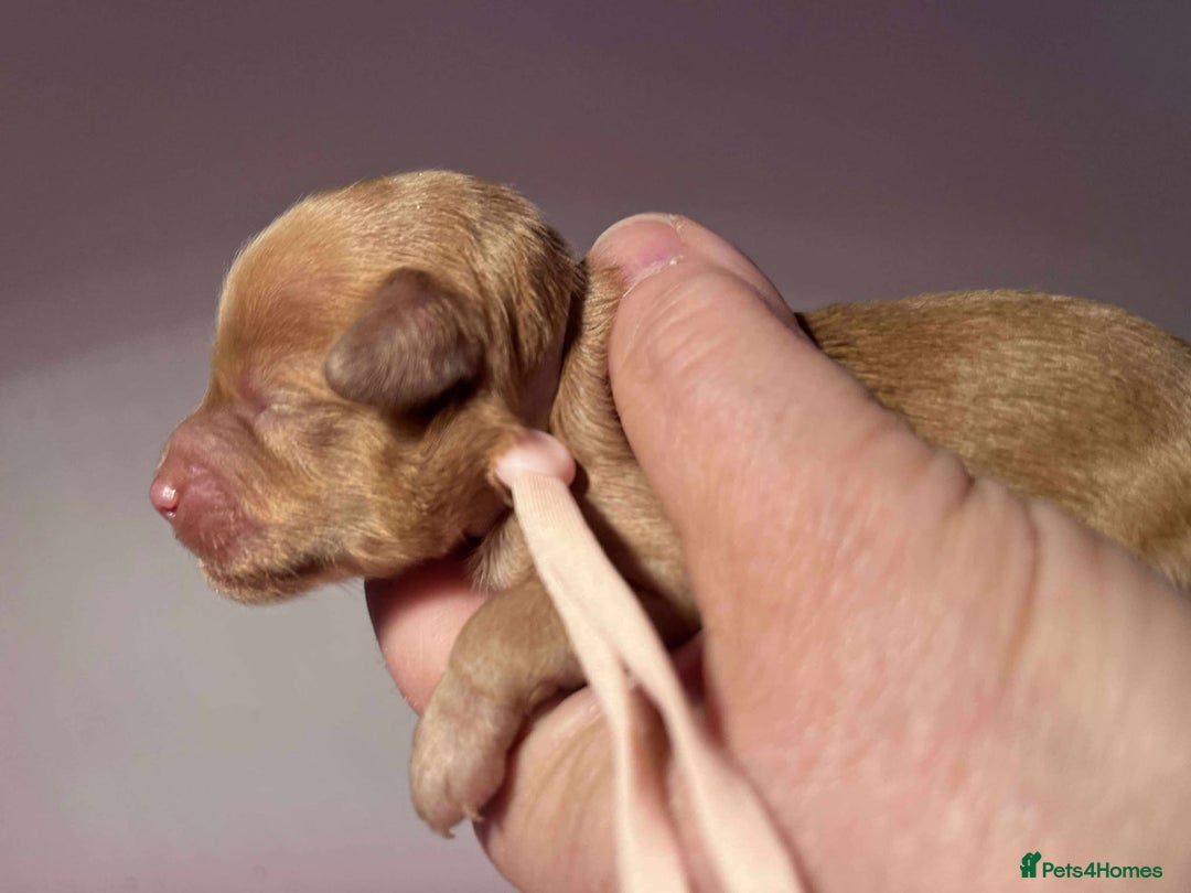 Cavapoo dogs for sale: 5⭐️Licensed+DNA tested+Vet Checked - Image 19