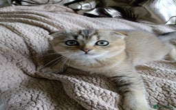 Scottish Fold cats for sale: Scottish fold kittens  - Image 9
