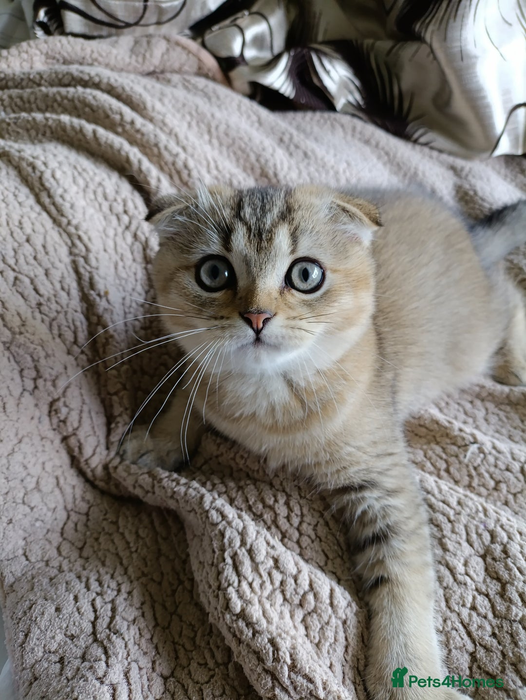 Scottish Fold cats for sale: Scottish fold kittens  - Image 9