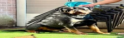Rottweiler dogs for stud: PUREBREAD ROTTWEILER MALE FOR STUD !! - Advert 5